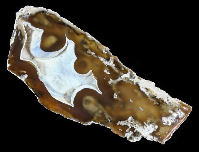 Agatized Fossil Coral Geode - Florida #51188